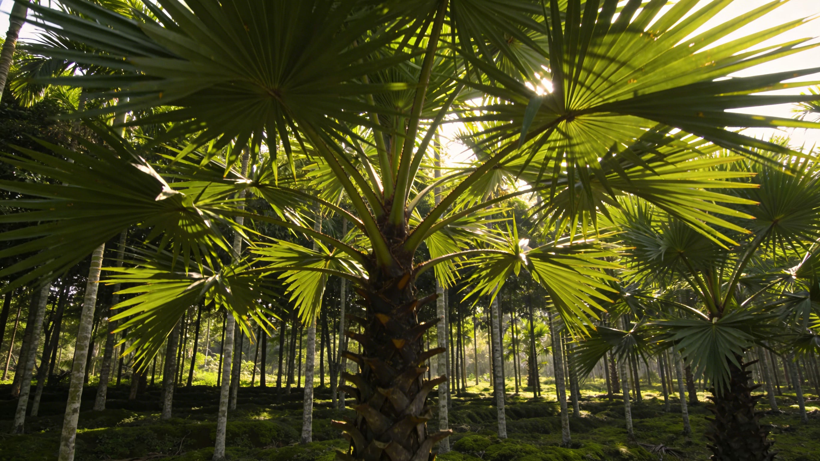 <p>The search for the perfect sustainable plate begins. We traveled to the heart of palm groves to find a zero-waste solution.</p>