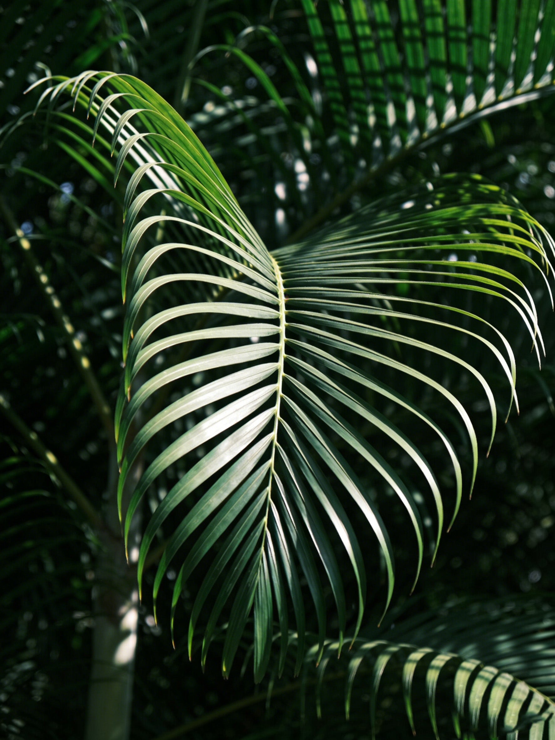 AUTHENTIC PALM LEAF